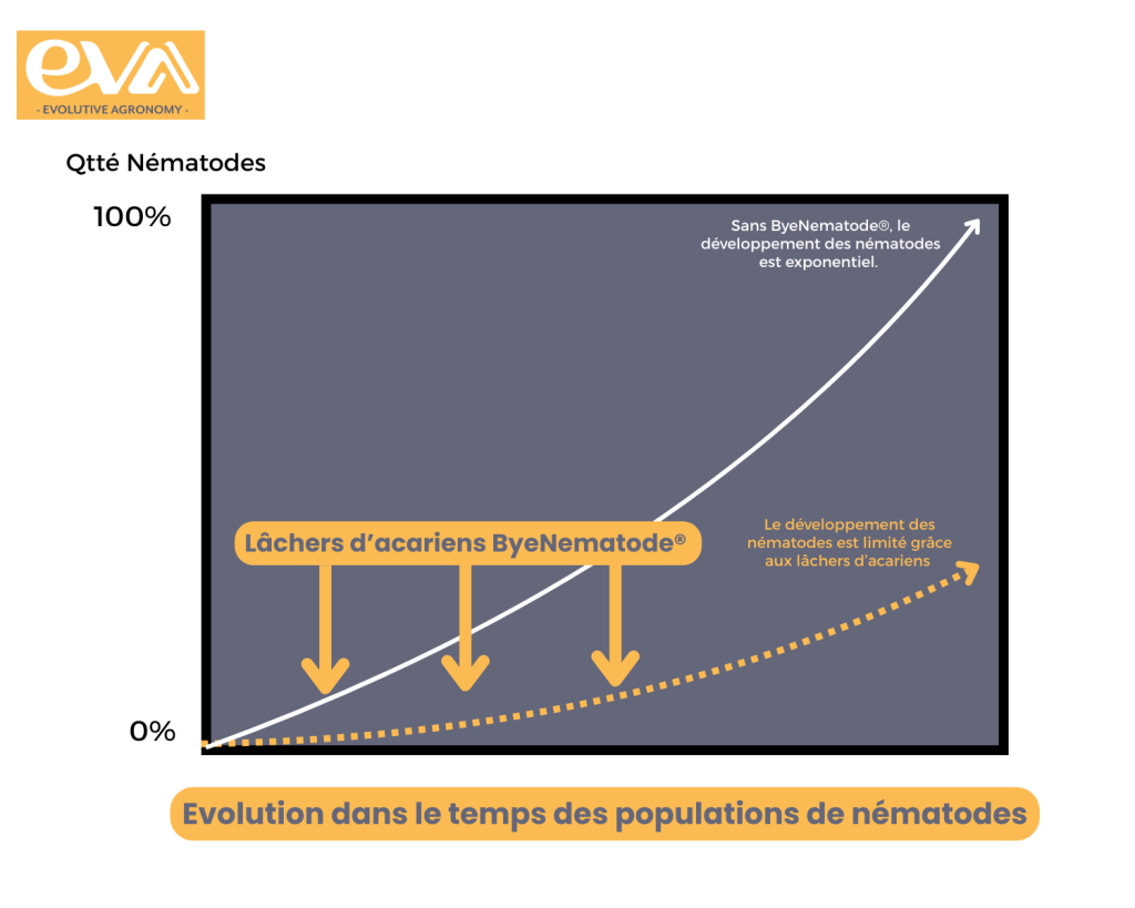 Graphique en courbe de l'évolution dans le temps des populations de nématodes, avec ou sans lâchers d'acariens.