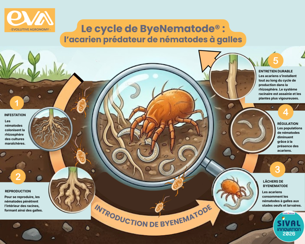 Schéma du cycle de ByeNematode, l'acarien prédateur de nématodes à galles.