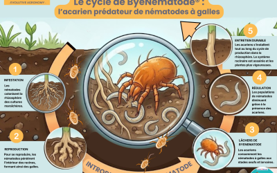 Chimie, génétique, acariens… : comment lutter durablement contre les nématodes à galles ?