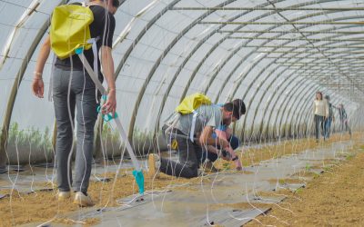 MELOMITES, un projet d’envergure pour faire émerger de nouvelles solutions de lutte contre les nématodes à galles